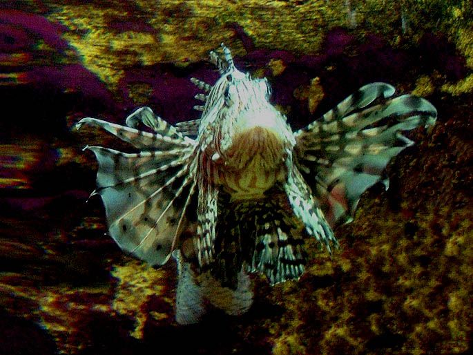 lionfish.jpg