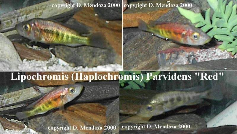 Lipochromis_ParvidensRed.jpg