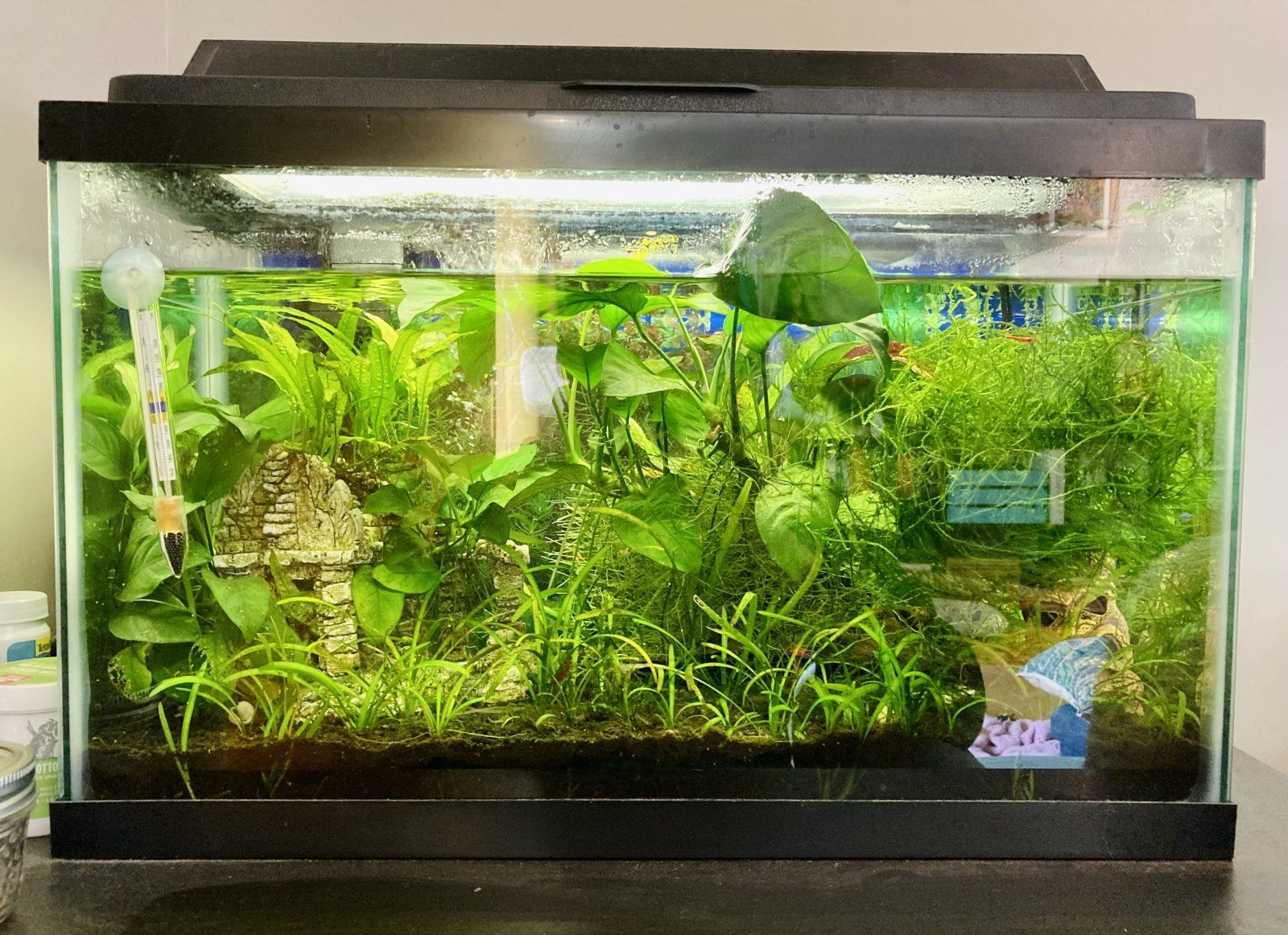 livingroom_tank_03182022.jpg