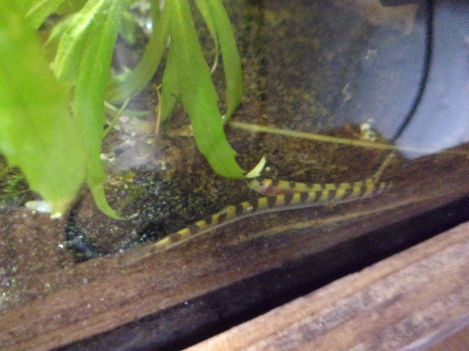 loach buddies.JPG