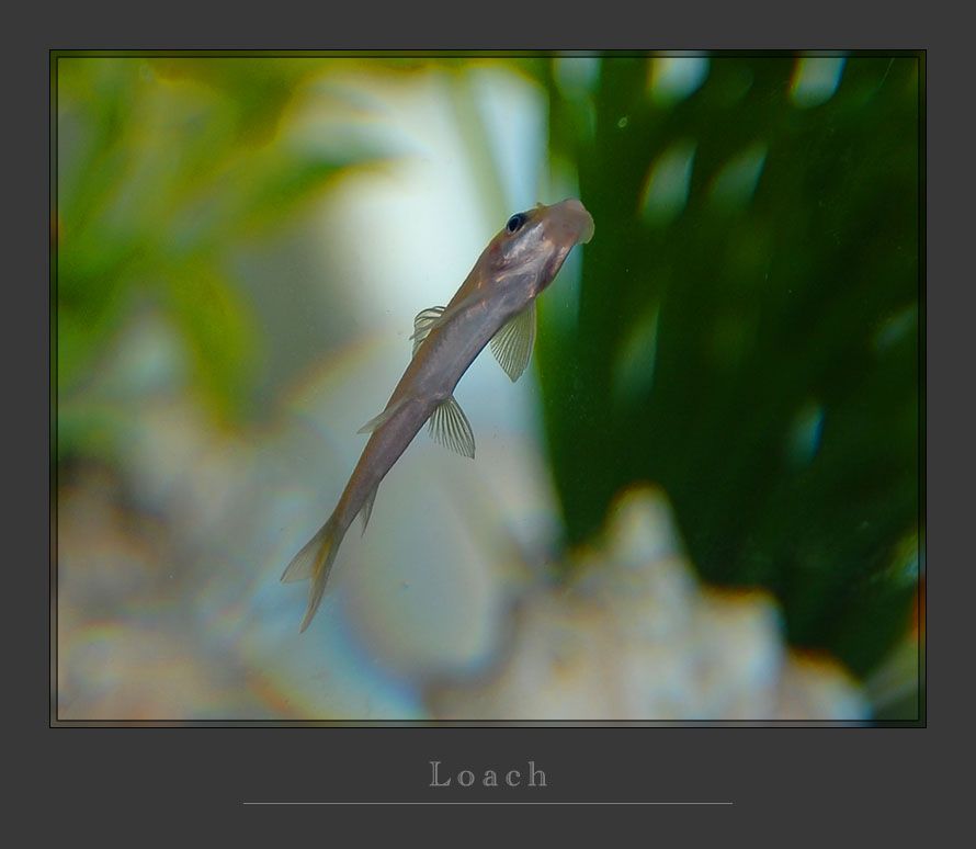 loach.jpg