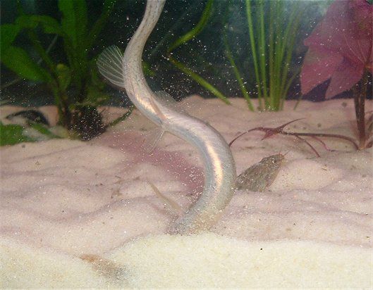 loach08143.jpg