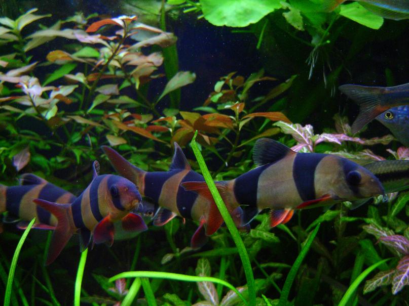 loach1.JPG