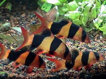 loach4.jpg