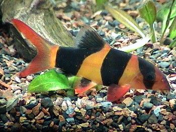 loach5.jpg