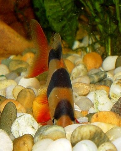 loach_burying_itself.jpg