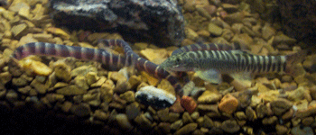 Loach_Group.gif