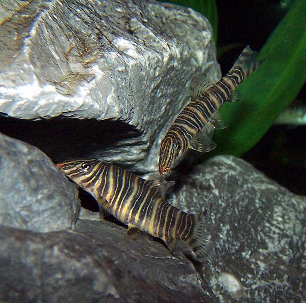 loaches_101.jpg