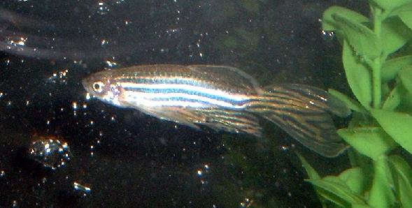 long_finned_danio.JPG