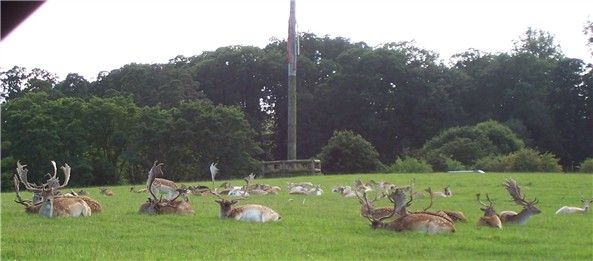 longleat26deer2.jpg