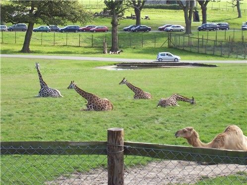 longleat26giraffescamel.jpg