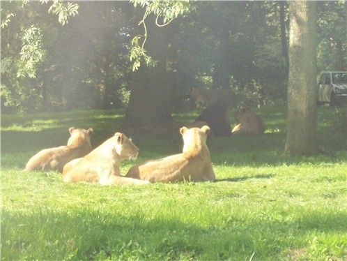 longleat26lion.jpg