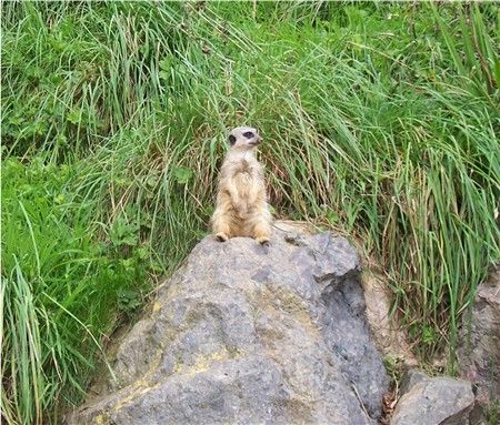 longleat26meerkat2.jpg