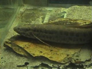 lungfish.jpg