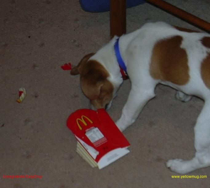 MacMaccas2.jpg