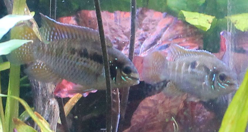 male and female cichlid.jpg