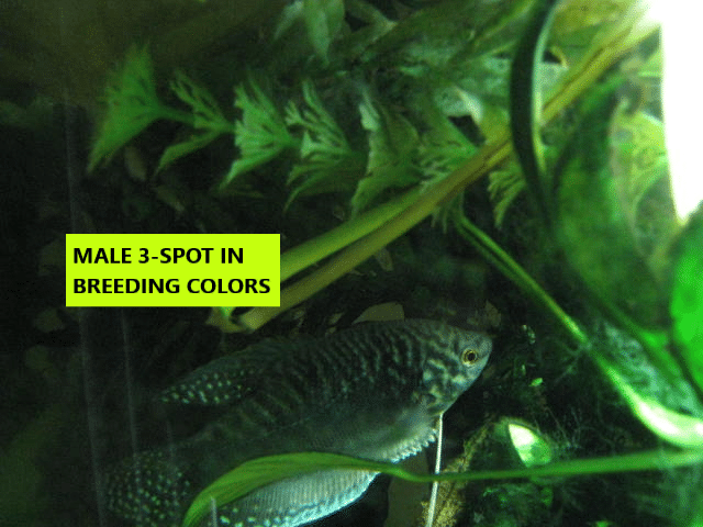 MALE IN BREEDING COLORS.png