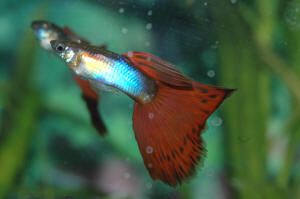 Male Red Delta Guppy.JPG