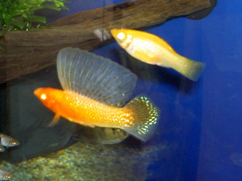 Male.sailfin.and.partner.jpg