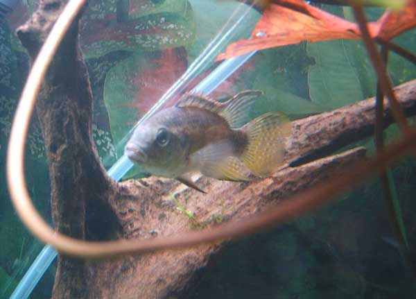 Male_Chromidotilapia_finleyi.jpg