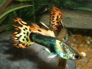 Male_Guppies2.JPG