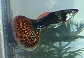 male_guppy_black.jpg