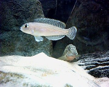 Male_shelldweller_and_goby.jpg