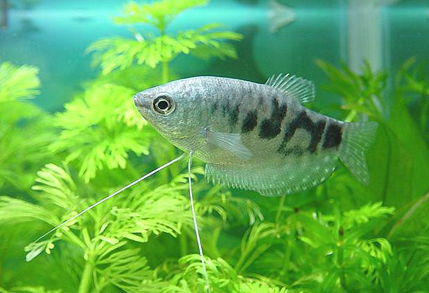 Marble_Gourami.jpg