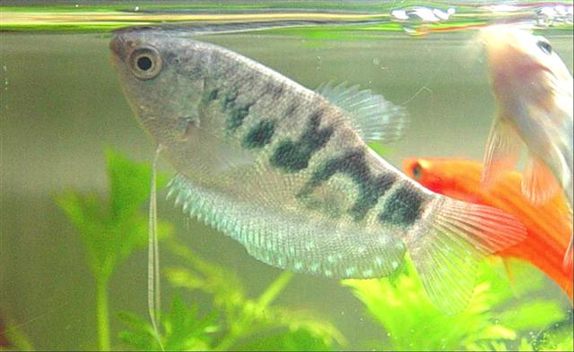 Marble_Gourami_2__Small_.jpg