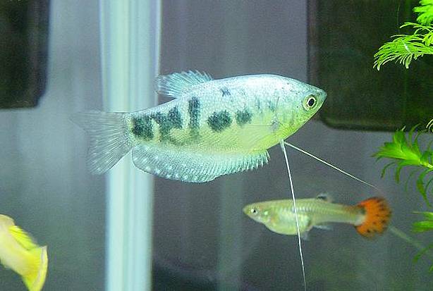 Marble_Gourami_5.JPG