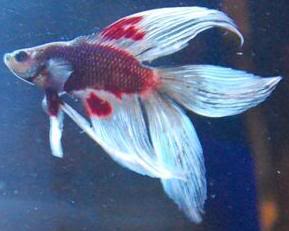 MDoubletailVeiltailbicolorbetta.jpg