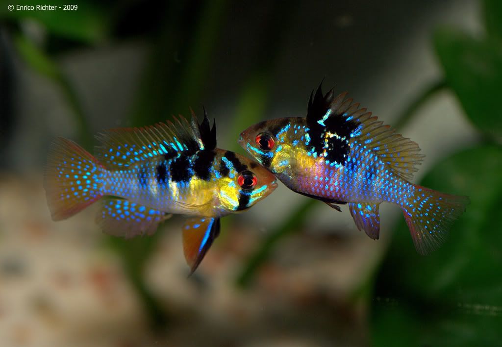 Mikrogeophagus ramrirezi wild pair.jpg