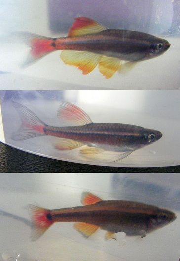 minnows copy.jpg