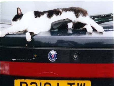 mog_on_the_car_____.jpg