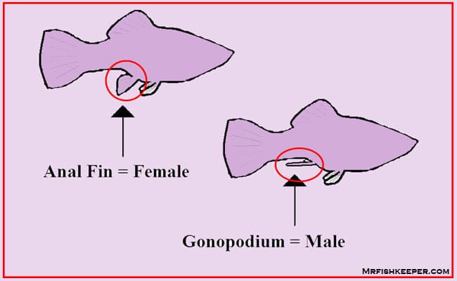 molly-fish-Gender.jpg