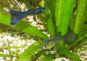 moscowblueguppies240108003_1_1.jpg