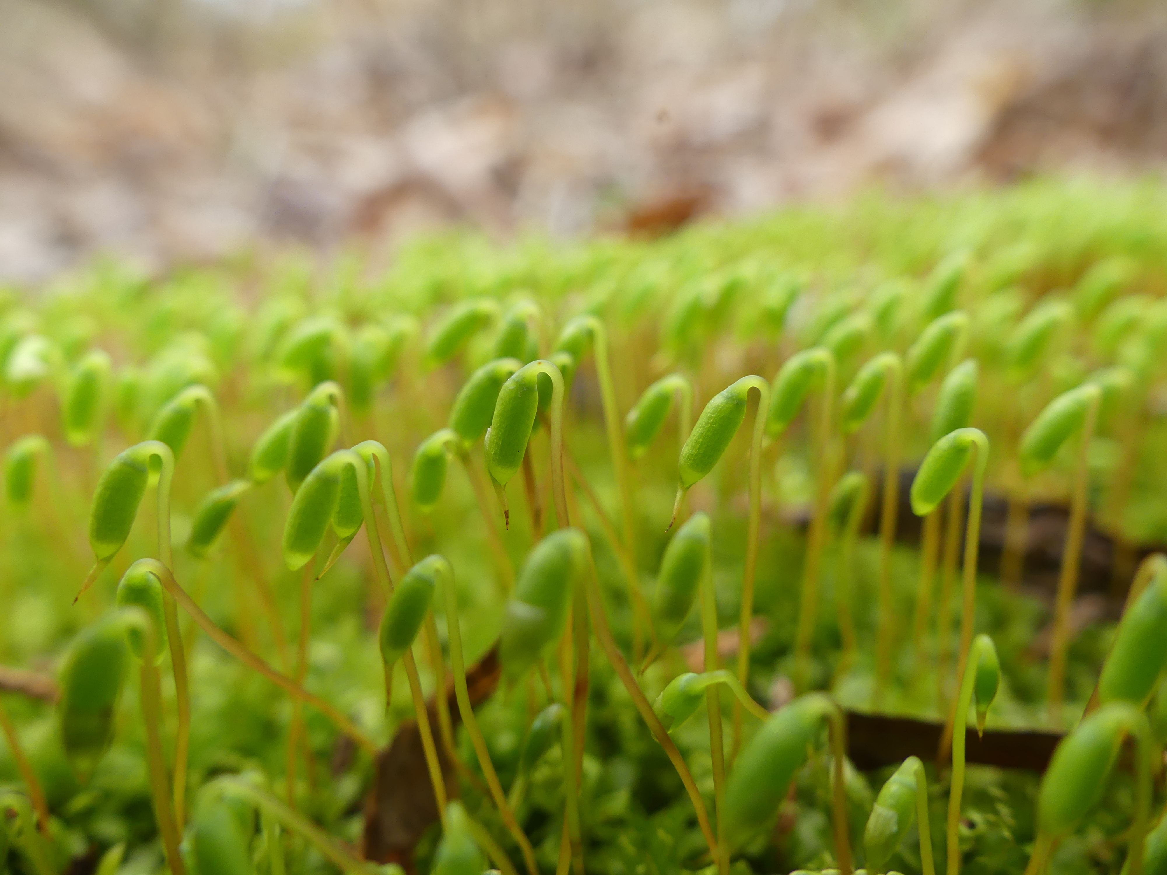 Moss Sprouts Closs Up.JPG