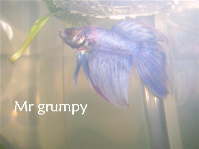 mr_grumpy.JPG