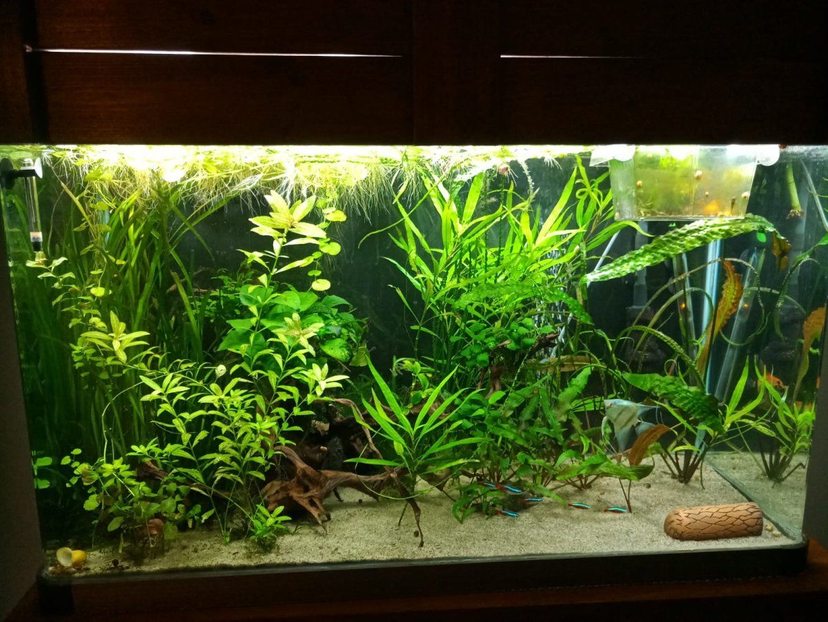 My aquarium 2.jpg