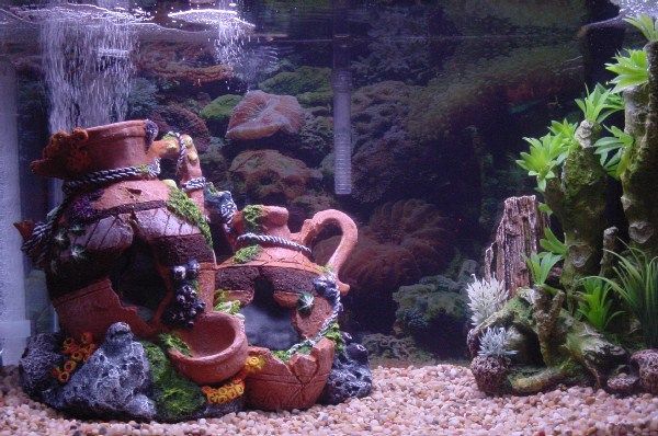 my fish tank.jpg