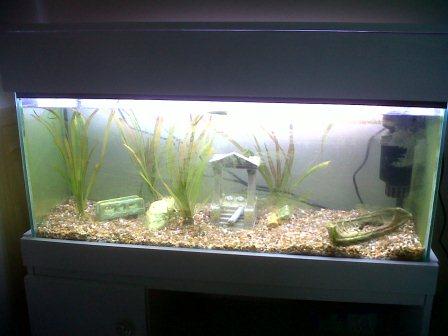 my new fish tanl.jpg