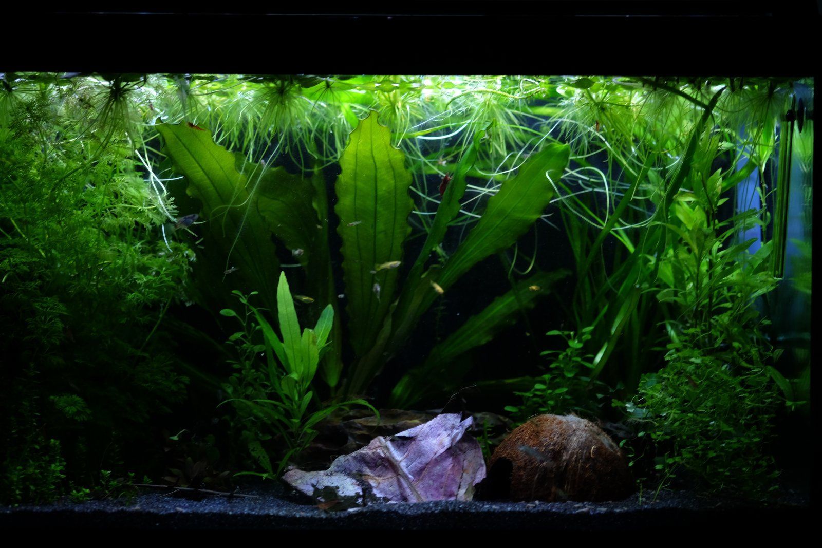 my tank with black limpopo sand.JPG