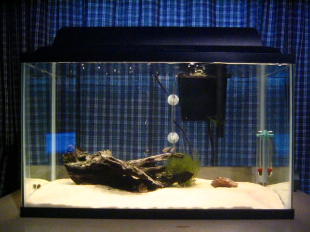 my_10_gallon_aquarium.jpg