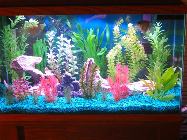 My_Aquarium_2003_2_072.jpg