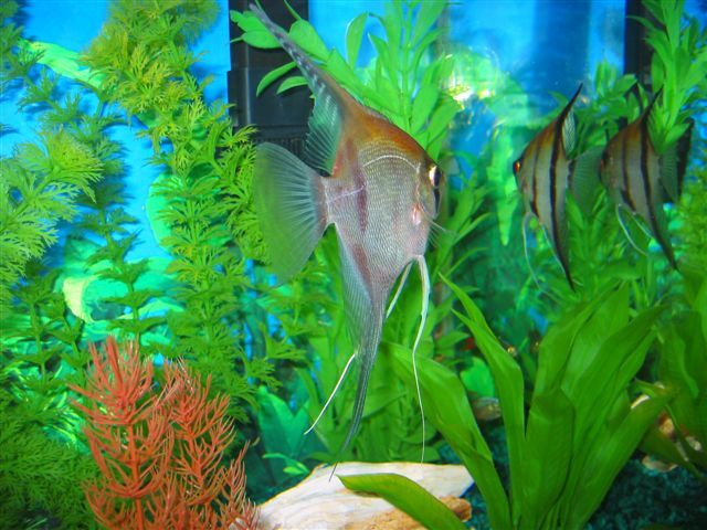 My_Aquarium_2003_2_090.jpg