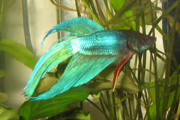 my_betta_half_flare.JPG