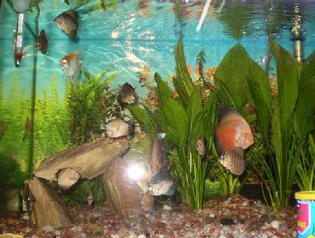 My_Fish__Tank.jpg