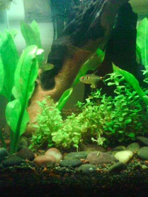 My_Fish_Tank_1.jpg