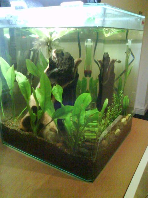 My_Fish_Tank_4.jpg