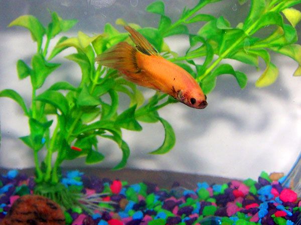 my_new_betta_salem___2.jpg